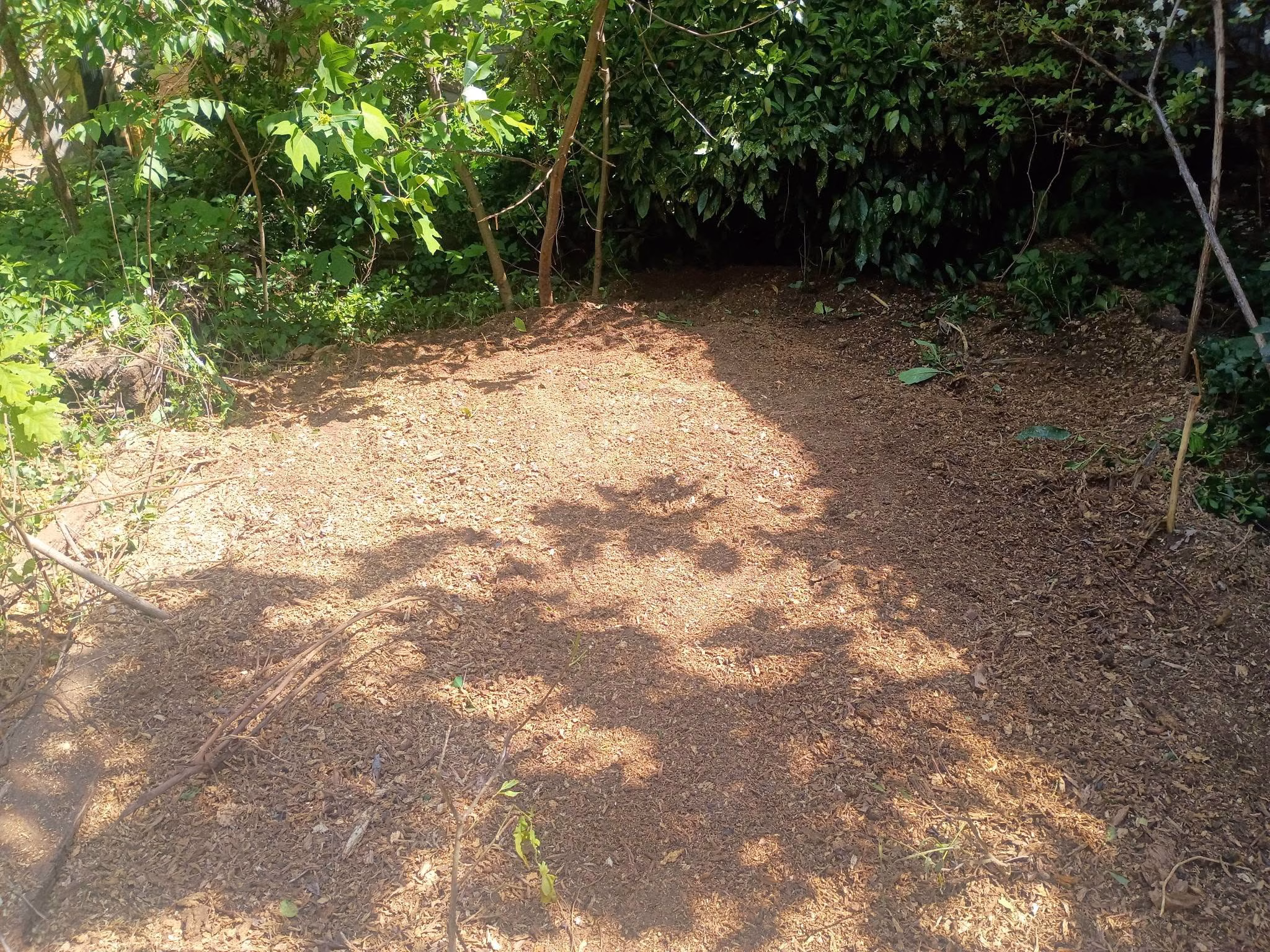 Can storm-damaged trees be saved, or do they need removal?<br />
